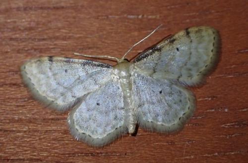 Idaea fuscovenosa